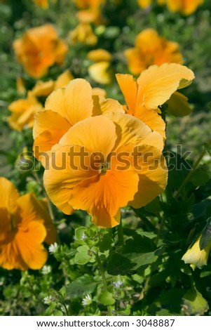 Orange pansy flowers (Viola wittrockiana)