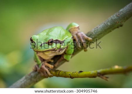 Climbing European tree frog