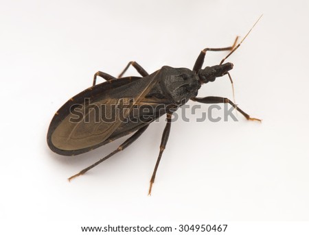 Closeup of a poisonous "kissing bug," also called an "assassin bug," spreader of Chagas disease.