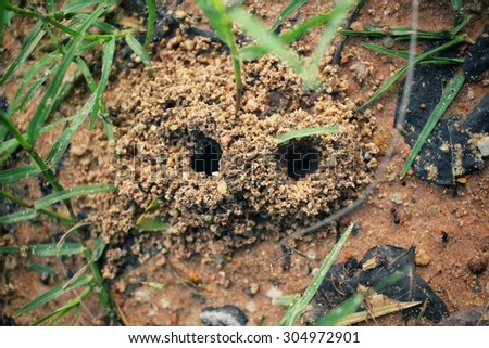 Ants nest