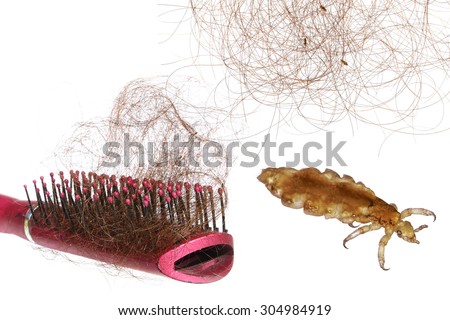 Head lice (louse), human hair with head lice (louse) and hairbrush with lots of hair. Macro.  All objects Isolated on a white background. 