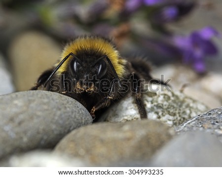 Large earth bumblebee, Dunkle Erdhummel (Bombus terrestris)