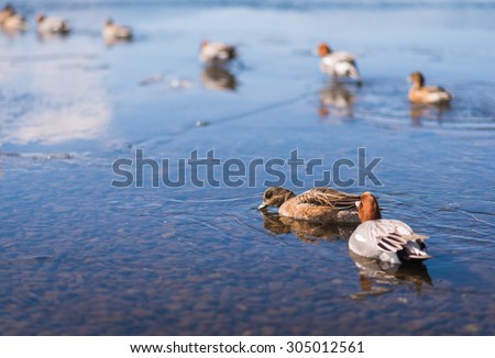 Common Teal or Eurasian Teal (Anas crecca) in Japan