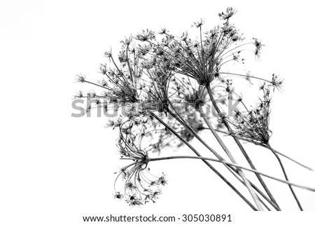 Dried flowers black and white