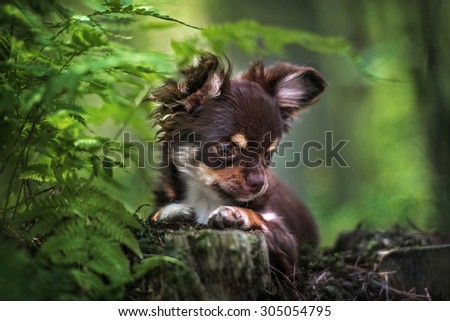 adorable chihuahua puppy lying down in the forest