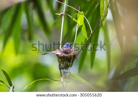 Black-naped Monarch (Hypothymis azurea),On The Nest 