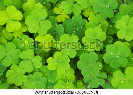 Green clovers with little yellow flower and micro water drops