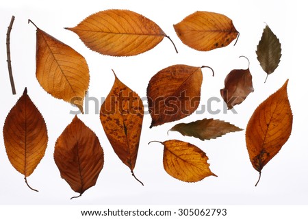 Dead leaf Royalty-Free Stock Photo #305062793