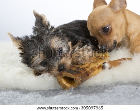 Two dogs are chewing together the same bone. The dog breeds are chihuahua and a yorkshire terrier puppy. Image is taken in a studio.