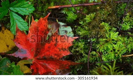 Red Autumn maple leaves close-up