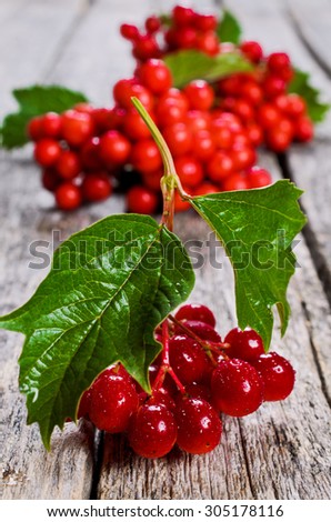 Branches fresh with viburnum berries and leaves on wooden background