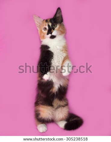 Tricolor kitten standing on pink background