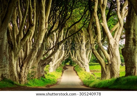 Dark Hedges in Armoy, Northern Ireland at day sunlight. Image with selective focus Royalty-Free Stock Photo #305240978
