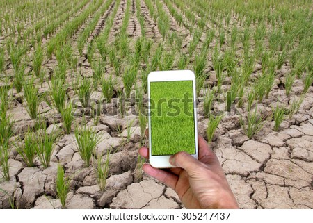 hand holding smart phone with green rice field on dry rice field