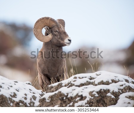 A full curl male big horn sheep looking to the right from above photographer; blue sky background Royalty-Free Stock Photo #305253464