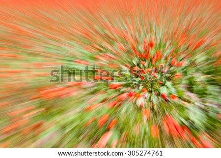 Poppy field abstraction, soft focus