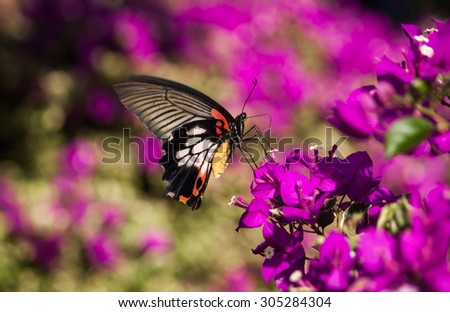 butterfly troides aeacus aeacus  (Golden Birdwing) foraging of carpel feeding on flower bokeh Blurred Background