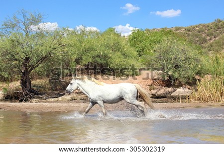 White wild horse running in a river