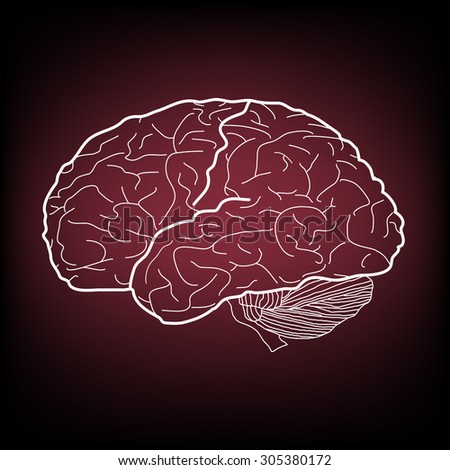  illustration of brain  