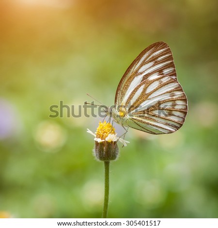 Flowers and butterflies on Morning Light