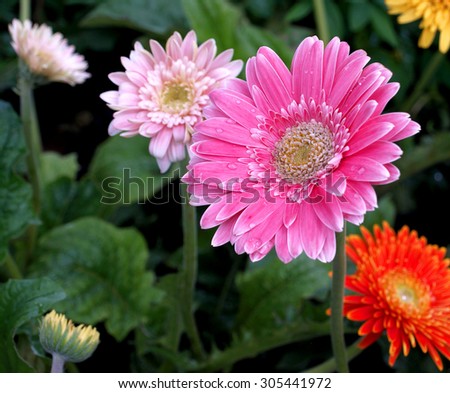 Colorful daisy gerbera flower with green background