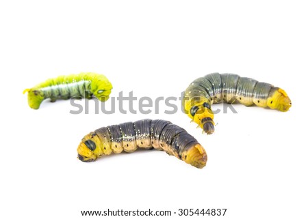Green caterpillar, worm isolated on white background.