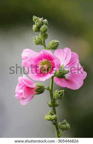 Beauty Pink Hollyhock flower in the garden / Blur Select focus