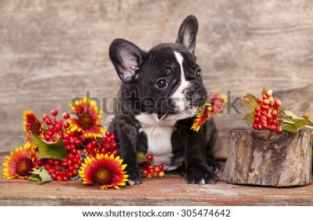  french bulldog dog in love holding a chamomile flower