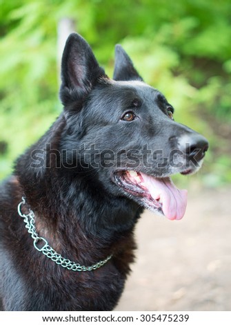 Portrait of black beautiful german shepherd outdoors.