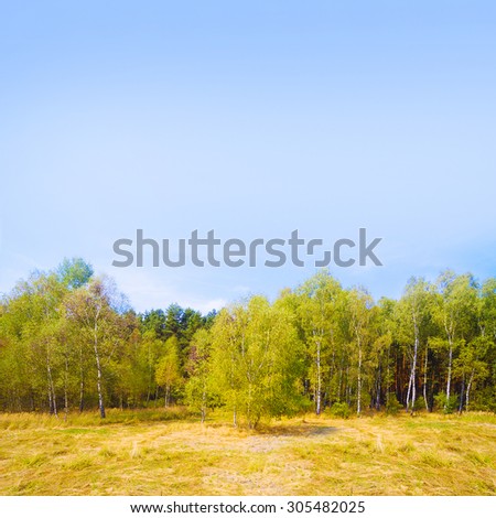Birch forest in tundra. Picture with space for your text. Natural background.