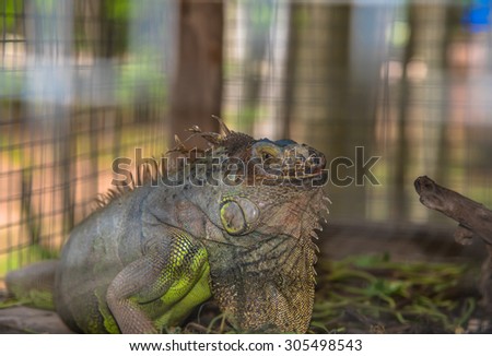Close-up of Green Iguana in cage (Iguana iguana) soft focus