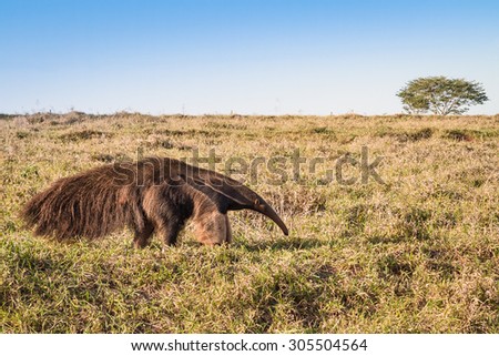 A wild giant anteater at the pasture Royalty-Free Stock Photo #305504564