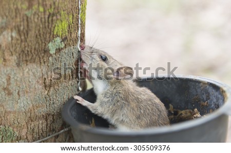 Wild wood mouse sitting in the rubber tree bowl and nibble latex. select focus.