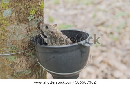 Wild wood mouse sitting in the rubber tree bowl and nibble latex. select focus.