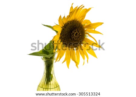Yellow flower of sunflower in a vase bright isolated over white image