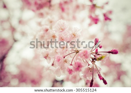 Pink Sakura flower blooming,vintage