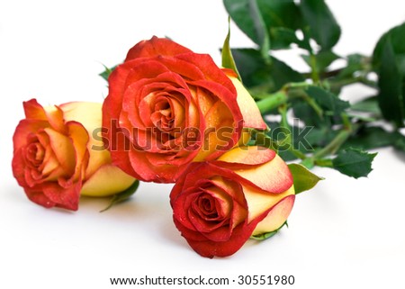 Three yellow roses on the white background