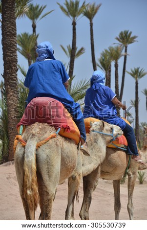 Afrique, Maroc, Marakech, chameaux, Tourisme, camel