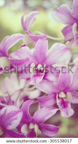 Purple orchids color vintage