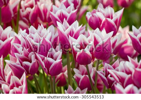 Beautiful exploding colorful tulips flowers