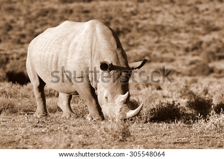 A white rhino / rhinoceros on the charge in an open field in South Africa