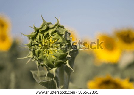 Closed sunflower standing alone with blooming sunflowers on the background 
