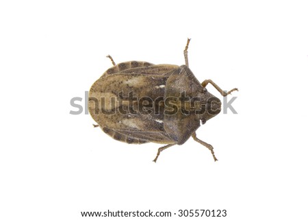 Shield bug on a white background