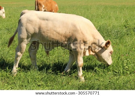 A male calf is grazing on green meadow in Hard, Vorarlberg, Austria.