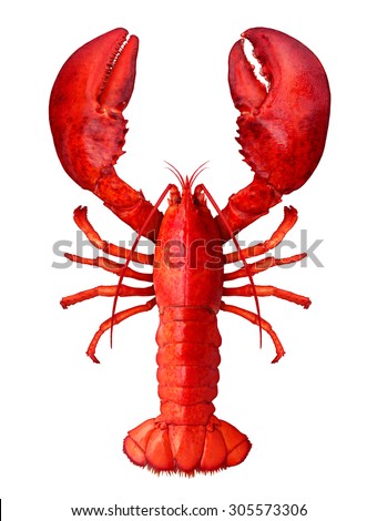 Lobster isolated on a white background as fresh seafood or shellfish food concept as a complete red shell crustacean in an overhead view isolated on a white background. Royalty-Free Stock Photo #305573306