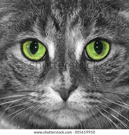 Tabby cat photo converted to black and white with green eyes remaining in color