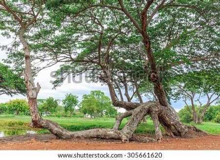 big tree in the public park 
