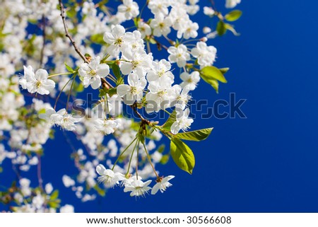 Blossom apple tree in springtime