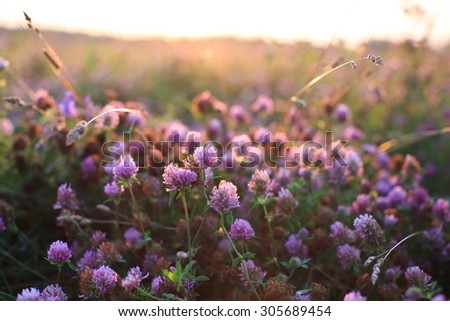 Trifolium pratense. Blossoming clover. Royalty-Free Stock Photo #305689454