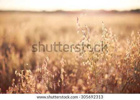 oats at sunset texture Royalty-Free Stock Photo #305692313
